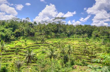 Ubud palace, Bali, Endonezya