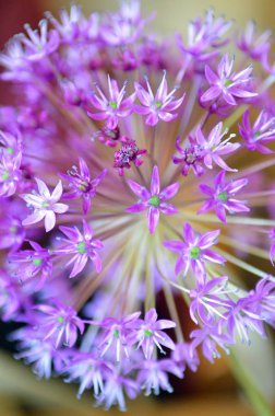 Mancheste yakınındaki Peak district, klasik İngiliz manzara
