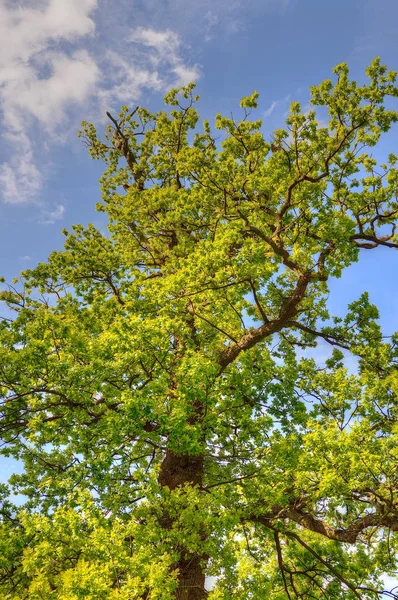 Gyönyörű Fákkal Szegélyezett Sugárúton Lyme Park Disley Stockport Egyesült Királyság — Stock Fotó