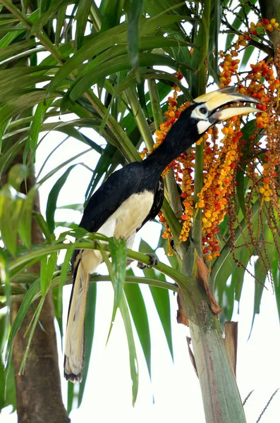 Stock Beeld Van Gele Gefactureerde Neushoornvogel — Stockfoto