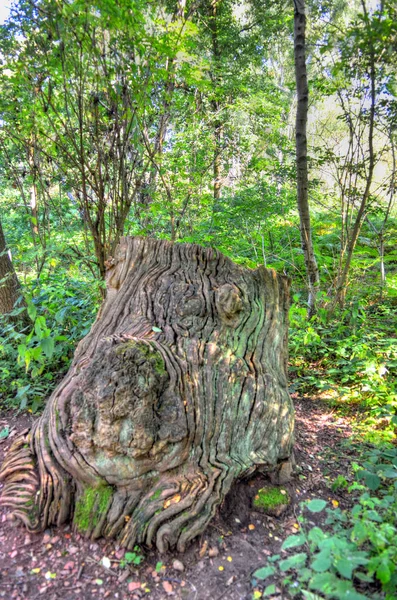 Torr Träd Bark Konsistens Bakgrund — Stockfoto