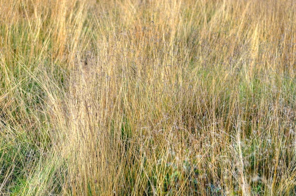 Ampio Sentiero Illuminato Dal Sole Passa Tra Querce Betulle Argentate — Foto Stock