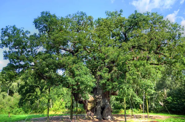 Βελανιδιά Major Oak Δάσος Σέργουντ Nottinghamshir — Φωτογραφία Αρχείου