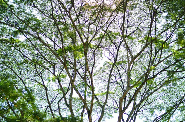 Лист Дерева Солнце Свет Абстрактный Фон — стоковое фото