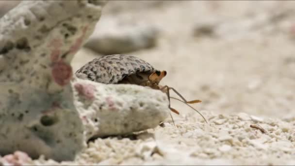 Poustevnický Krab Pláži Bílým Pískem Dovolená Maledivy Pozadí — Stock video