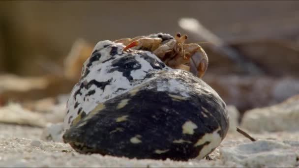 Crabe ermite sur la plage de sable blanc vacances en arrière-plan Maldives 