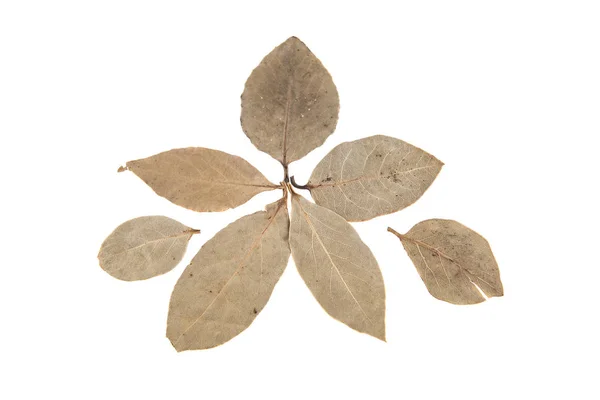 Folhas de louro isoladas sobre fundo branco — Fotografia de Stock