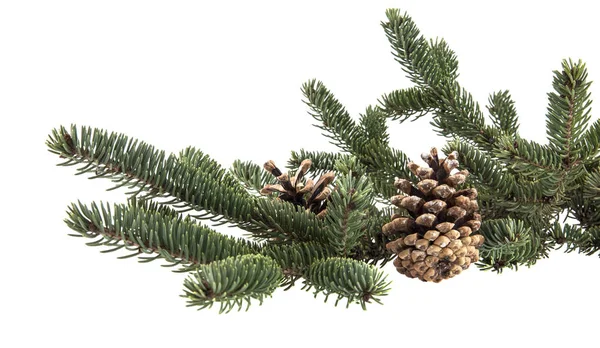 Christmas tree branch with pine cones — Stock Photo, Image