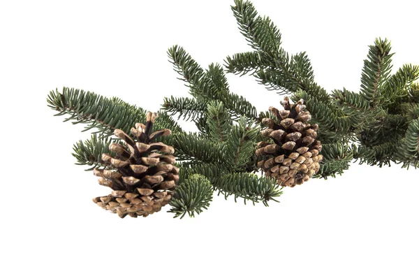 Рождественская елка с шишками — стоковое фото