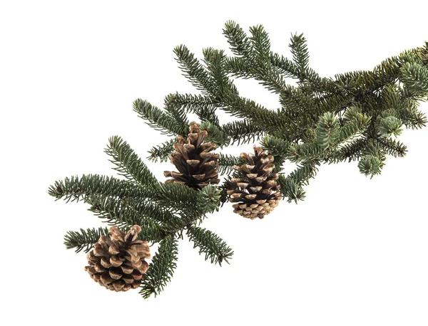 Rama de árbol de Navidad con conos de pino —  Fotos de Stock