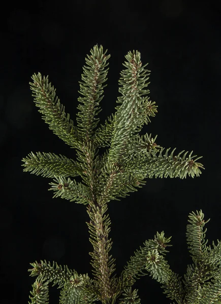 Branch of fir-tree on a black background — Stock Photo, Image