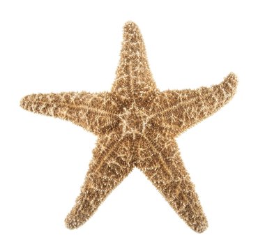 beyaz arkaplanda izole edilmiş denizyıldızı