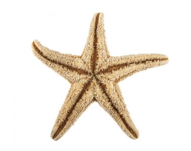 beyaz arkaplanda izole edilmiş denizyıldızı