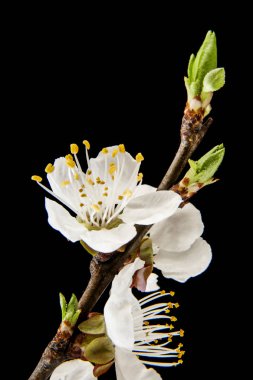 siyah arka plan üzerine izole kayısı çiçek