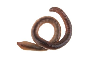 Beyaz arka plan üzerinde izole solucan