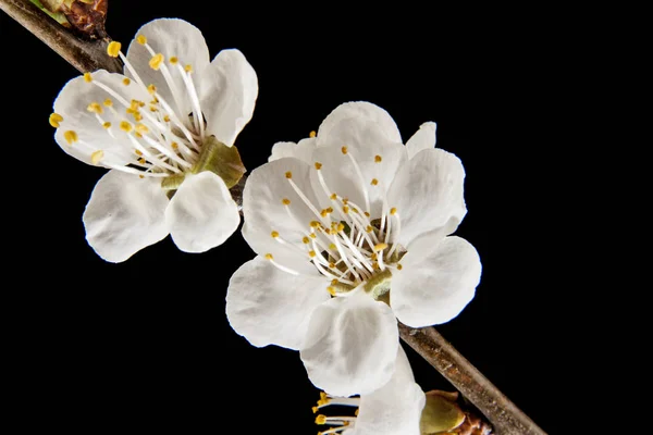 Siyah bir arka plan üzerinde izole çiçek kayısı