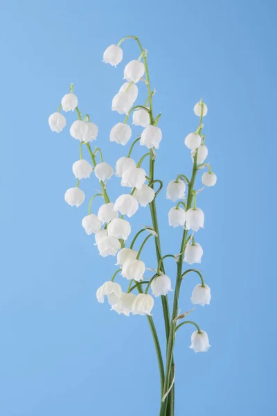 Lily vadi üzerinde mavi bir arka plan