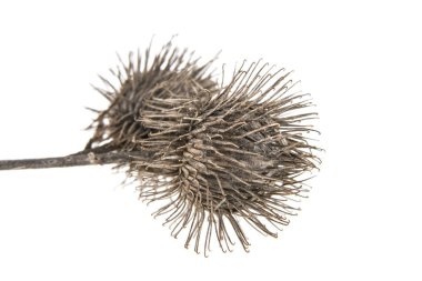 Beyaz arka plan üzerinde izole dikenli thistle