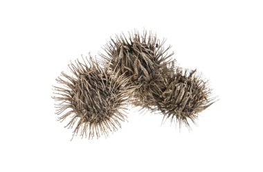 Beyaz arka plan üzerinde izole dikenli thistle