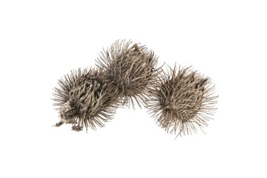 Beyaz arka plan üzerinde izole dikenli thistle