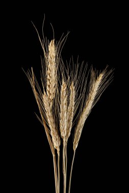 Siyah bir arka plan üzerinde izole kulaklar