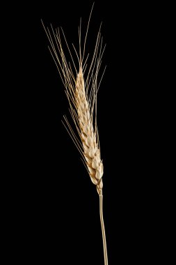 Siyah bir arka plan üzerinde izole kulaklar