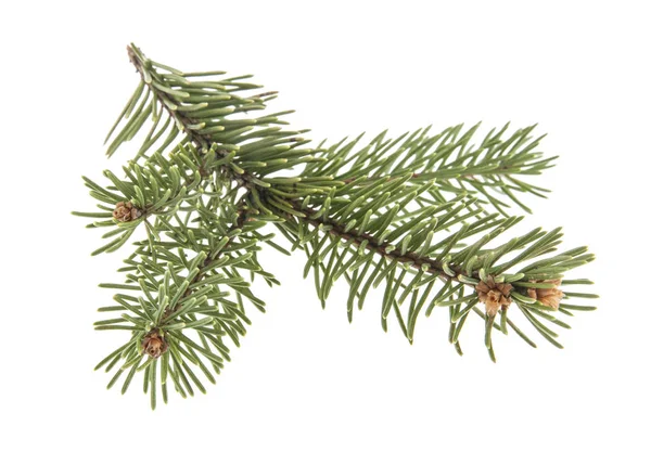 Pine branch isolated on white background — Stock Photo, Image