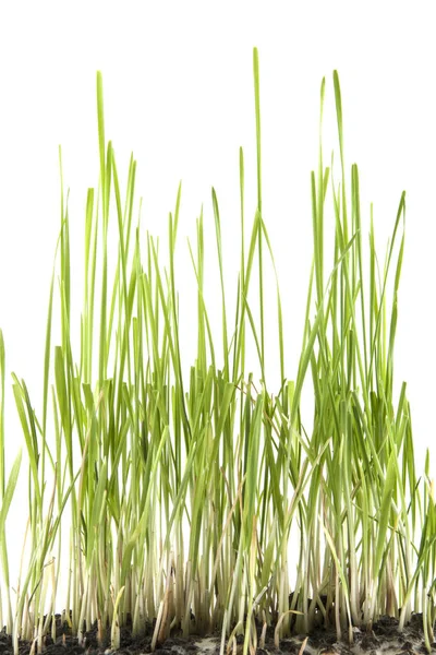 Grünes Gras isoliert auf weißem Hintergrund — Stockfoto