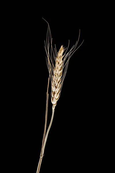 Punte di grano isolate su fondo nero — Foto Stock