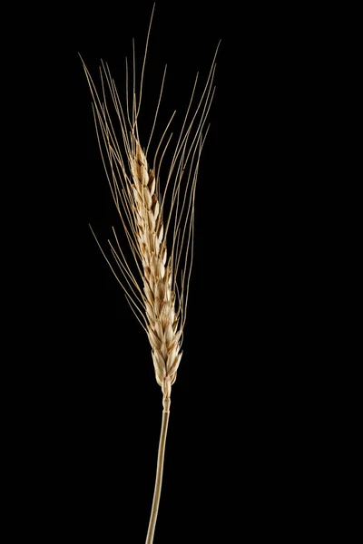 Siyah bir arka plan üzerinde izole buğday Başak — Stok fotoğraf