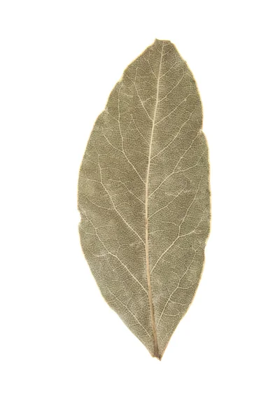 Hoja de laurel aislada sobre fondo blanco — Foto de Stock