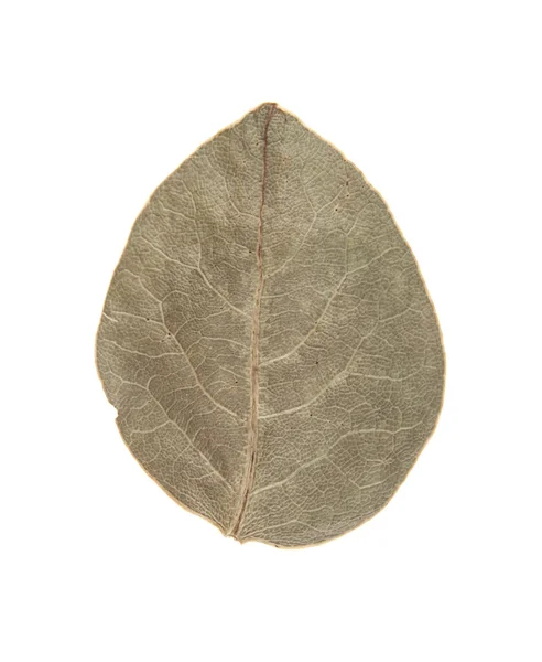 Φύλλα δάφνης απομονωμένα σε λευκό φόντο — Φωτογραφία Αρχείου