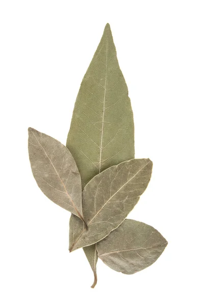 Hoja de laurel aislada sobre fondo blanco — Foto de Stock