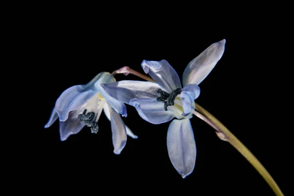 Siyah bir arka plan üzerinde izole kardelen