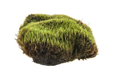 Beyaz arka plan üzerinde izole çim