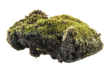 Beyaz arka plan üzerinde izole çim