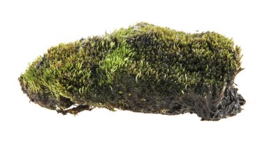 Beyaz arka plan üzerinde izole çim