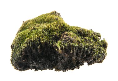 Beyaz arka plan üzerinde izole çim