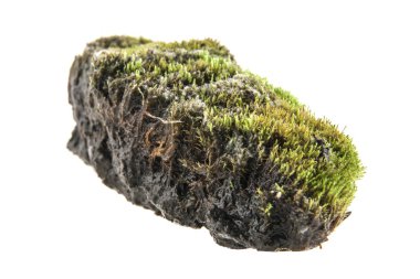 Beyaz arka plan üzerinde izole çim