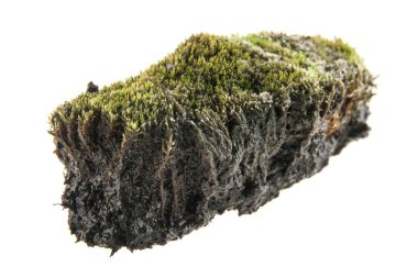 Beyaz arka plan üzerinde izole çim