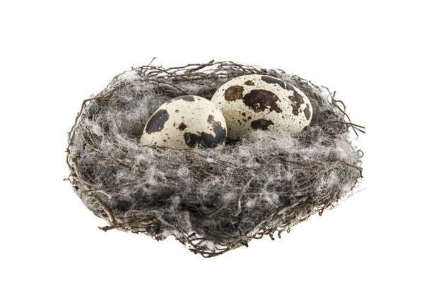 Птичье гнездо на белом фоне — стоковое фото