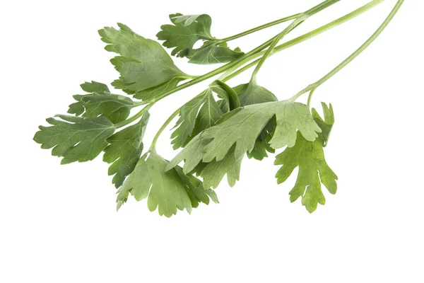 Maydanoz beyaz arkaplanda izole