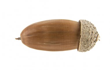 palamut beyaz arkaplanda izole