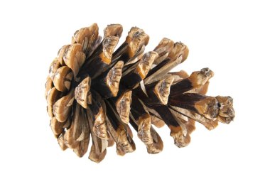 Beyaz arkaplanda koni izole edildi