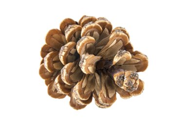 Beyaz arkaplanda koni izole edildi