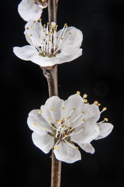 Siyah bir zemin üzerine kayısı çiçek