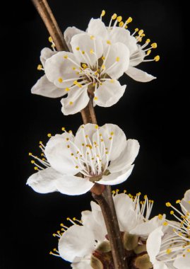 Siyah bir zemin üzerine kayısı çiçek