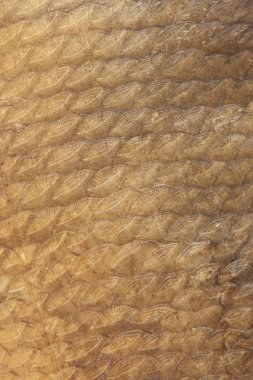 Arka plan olarak füme dilimli ölçekler