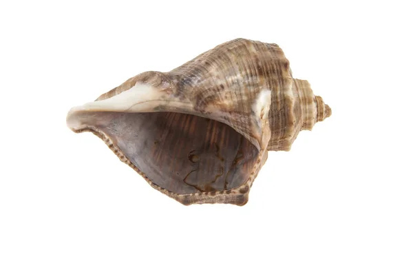 Beyaz arkaplanda deniz kabuğu izole