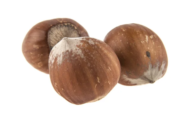 Hazelnut изолированы на белом фоне — стоковое фото